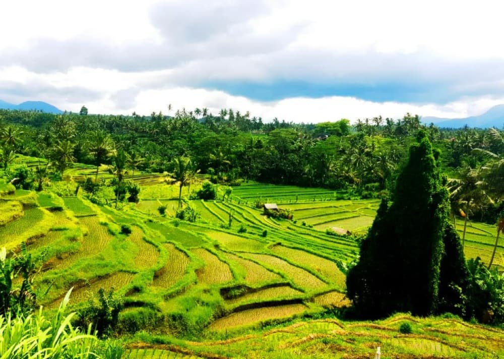 Tenganan Village Rice Field Trekking Tour | ®ExcursionMania