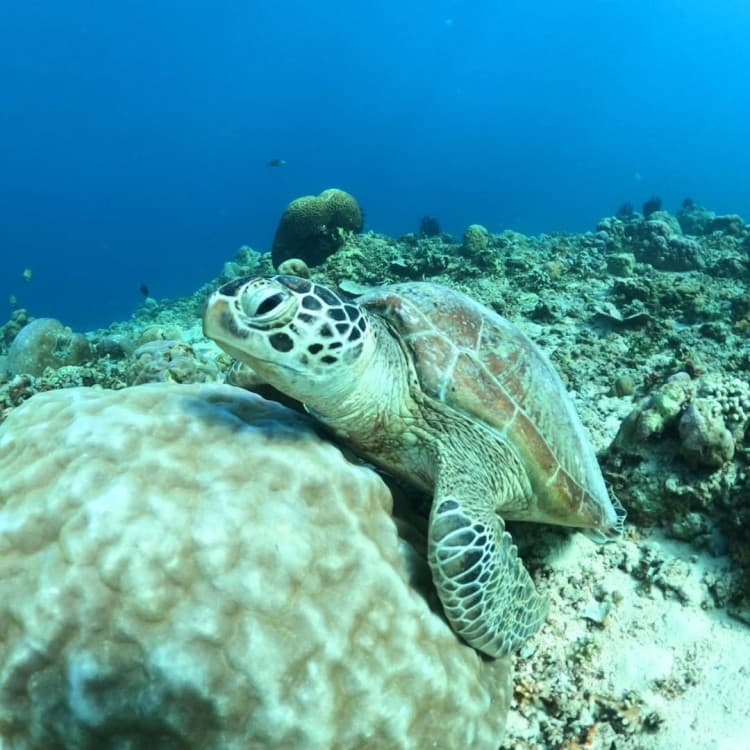 Blue Lagoon & Tanjung Jepun Beach Snorkeling Experience In East Bali | ®ExcursionMania