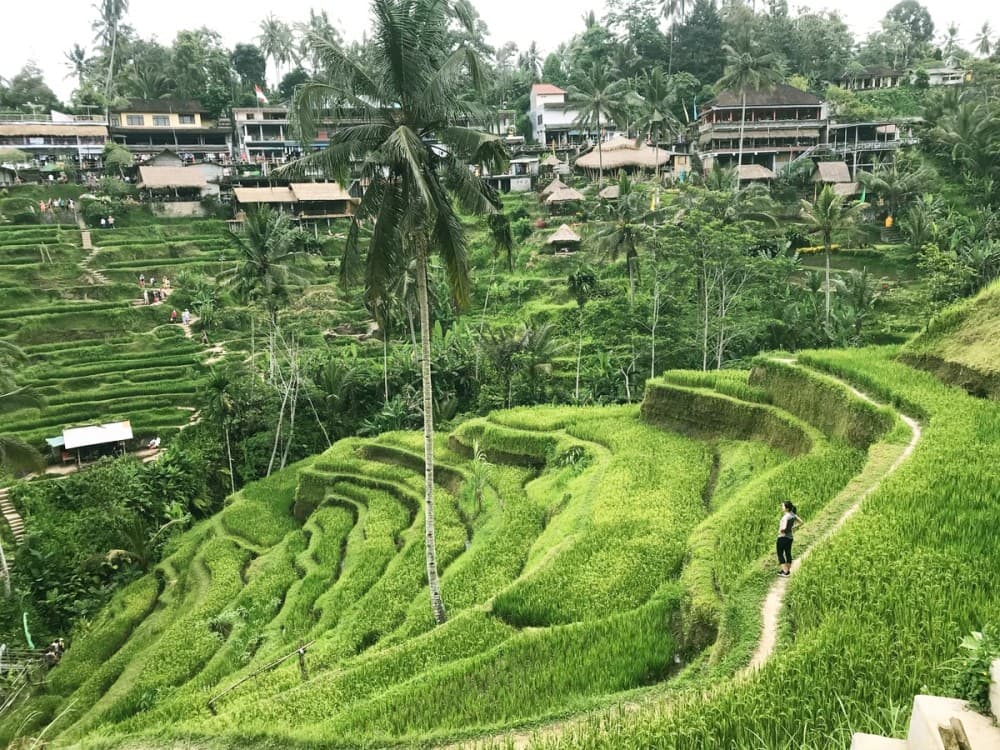 Pick 5 Destinations: Customized Ubud Tour | ®ExcursionMania