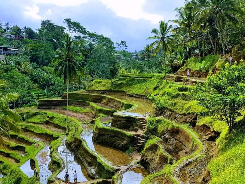 Discover Ubud: 2 Days Ubud Private Tour | ®ExcursionMania