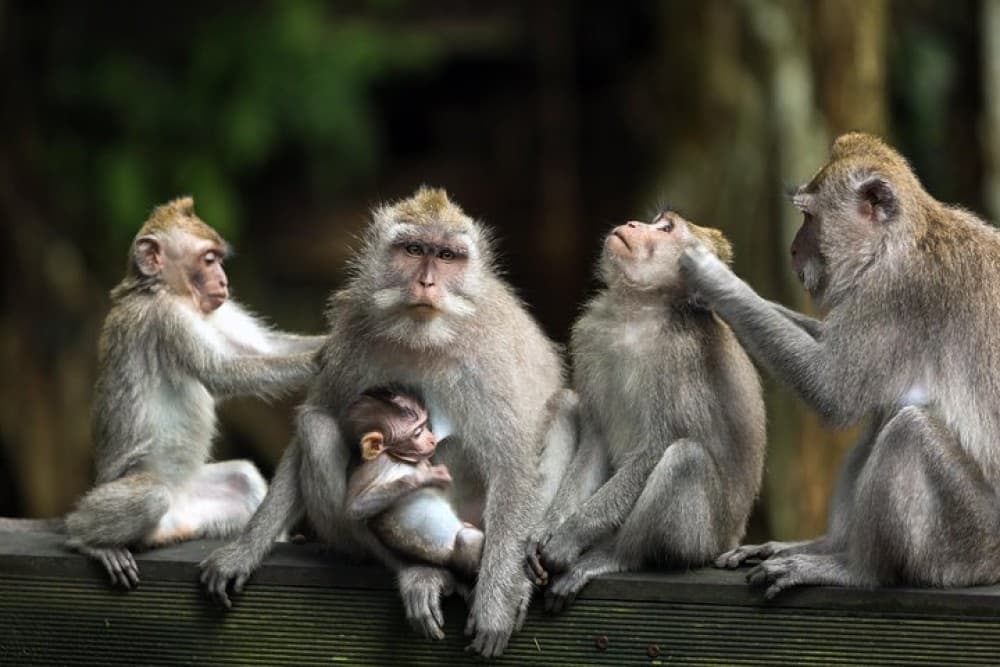 Bali Full Day Tour: Highlights of Ubud and Hidden Waterfall | ®ExcursionMania