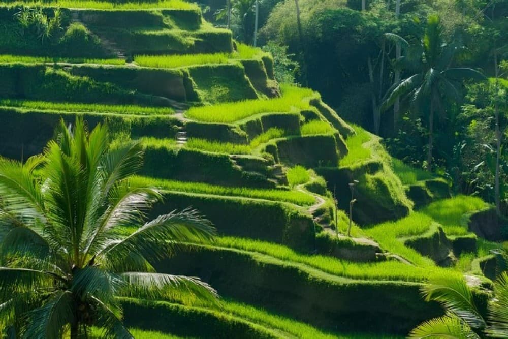 Private Shore Excursion: Customized Best of Bali Tour | ®ExcursionMania