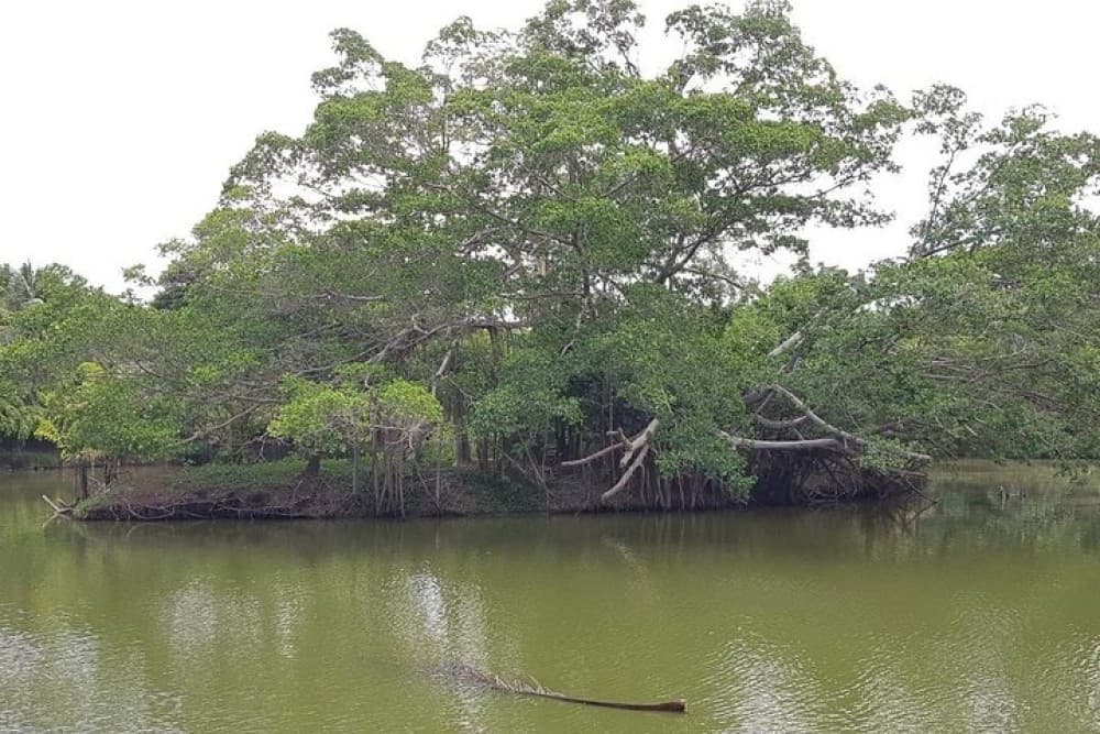 Lost in Bangkok : Green Lung Jungle Bicycle Ride with Lunch | ®ExcursionMania