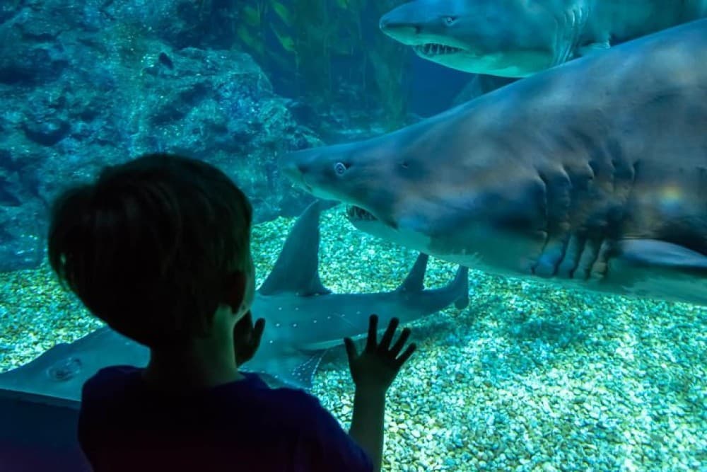 SEA LIFE Ocean World at Bangkok Admission Ticket | ®ExcursionMania