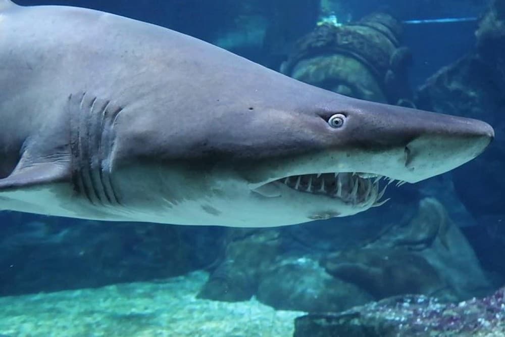 SEA LIFE Ocean World at Bangkok Admission Ticket | ®ExcursionMania