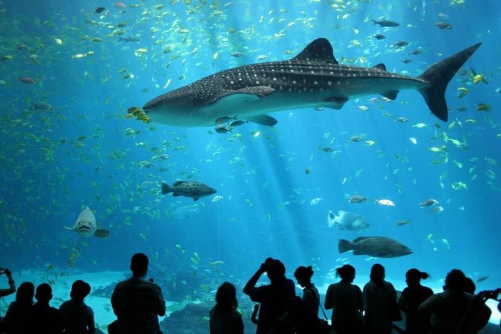 SEA LIFE Ocean World at Bangkok Admission Ticket | ®ExcursionMania
