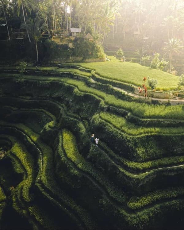Bali Waterfalls, Water Temple & Rice Terraces Private Tour | ®ExcursionMania