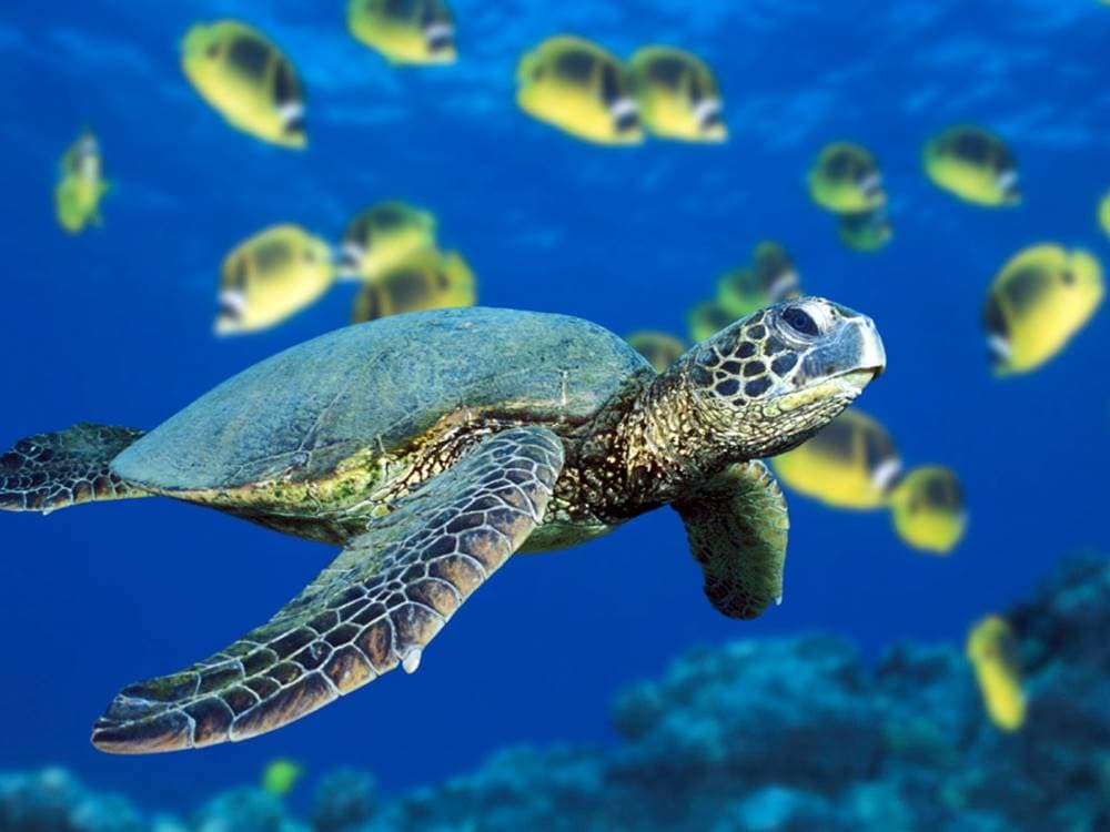 Turunc Dalyan Tour With Turte Beach & Mud Baths | ®ExcursionMania