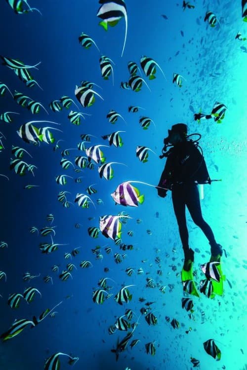 Sharm El-Sheikh: Guided Shore Scuba Diving Experience with 2 Dives | ®ExcursionMania