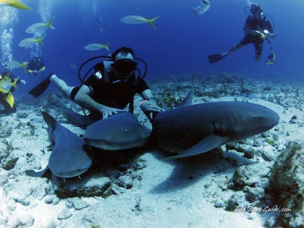Sharm El-Sheikh: Guided Shore Scuba Diving Experience with 2 Dives | ®ExcursionMania