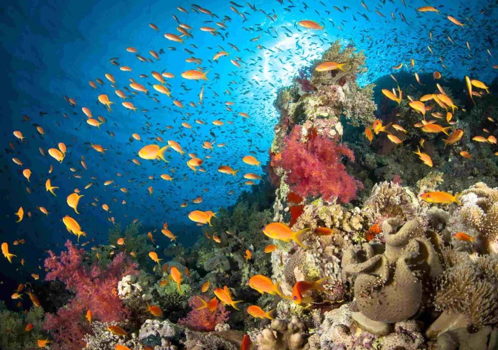Ras Mohammed Dive Trip with Lunch from Sharm El Sheikh Port | ®ExcursionMania