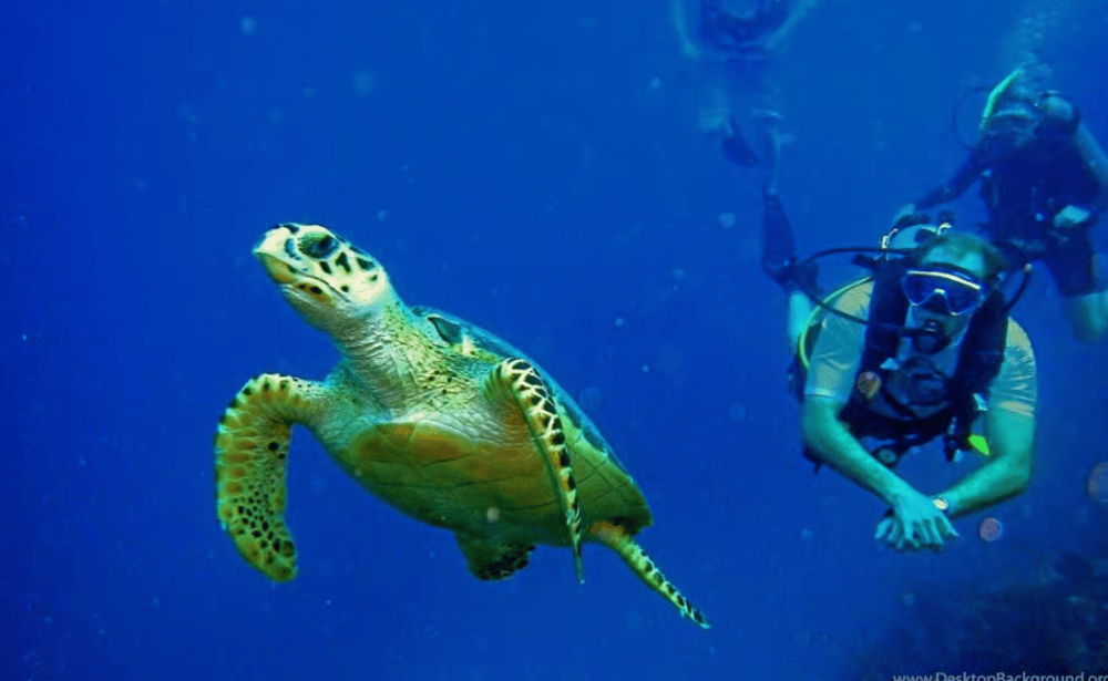 Alanya: Scuba Diving Tour with Lunch and Hotel Transfers | ®ExcursionMania