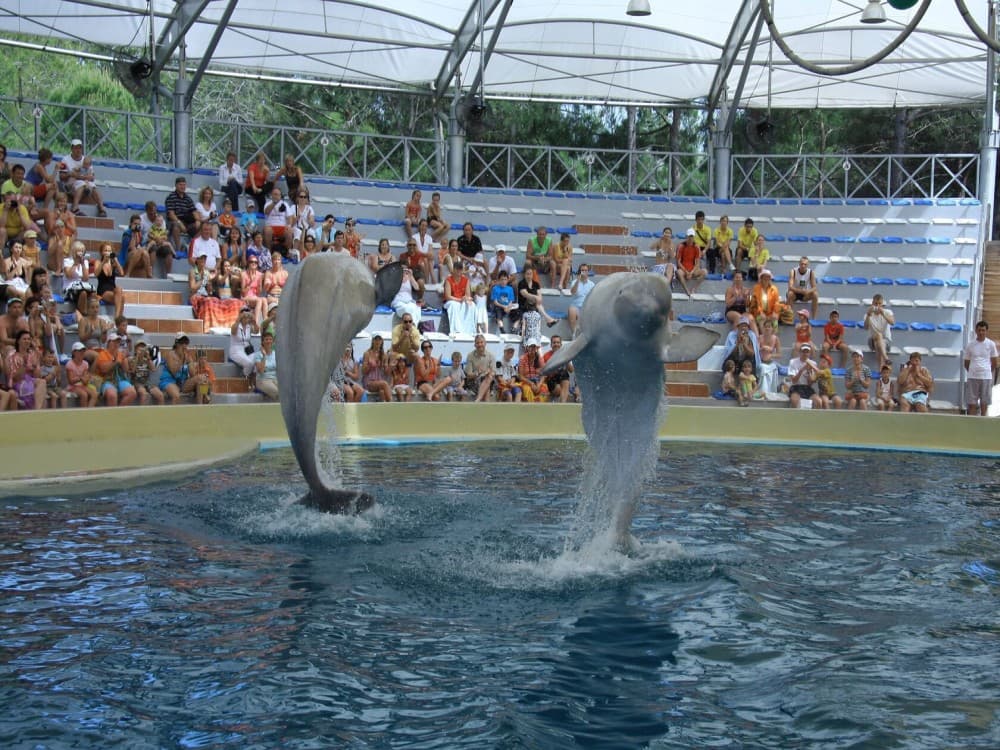 Antalya: Dolphin Show with Hotel Transfer | ®ExcursionMania