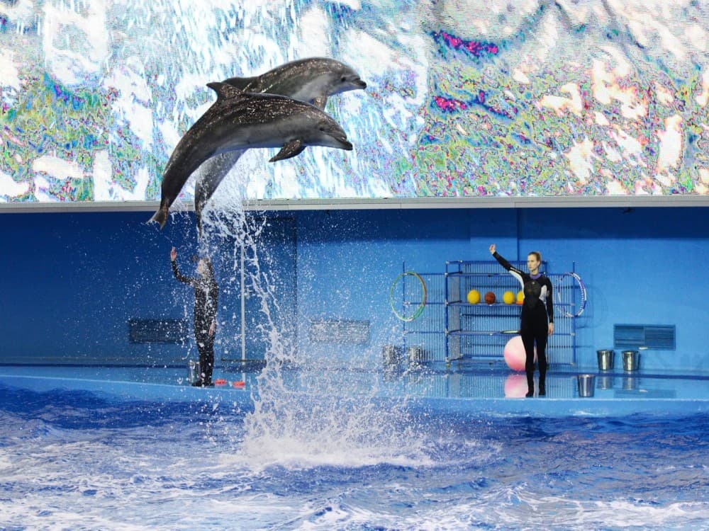 Antalya: Dolphin Show with Hotel Transfer | ®ExcursionMania