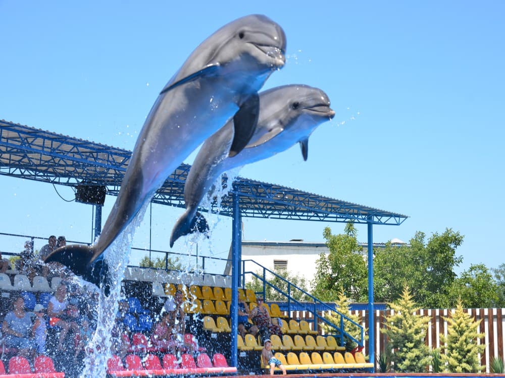 Antalya: Dolphin Show with Hotel Transfer | ®ExcursionMania