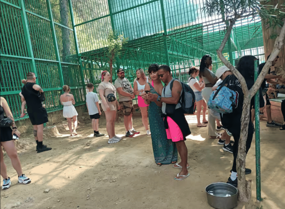 Antalya: Lion Safari & Splash Feast in Green Canyon w/Lunch | ®ExcursionMania