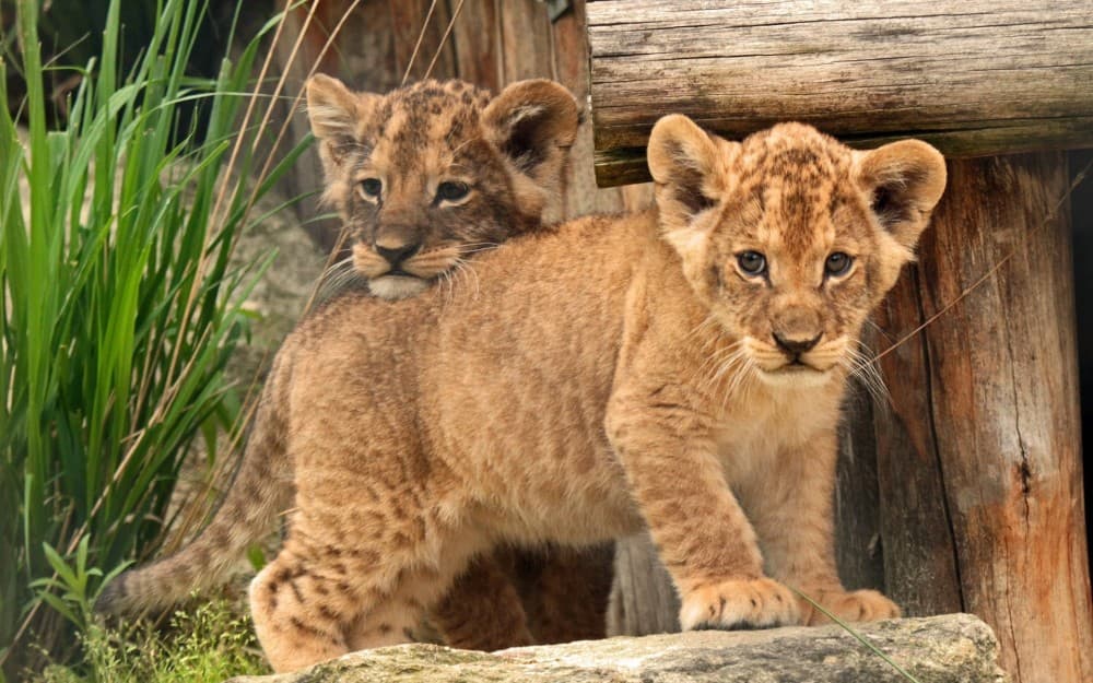 Antalya: Antalya: Lion Safari & Splash Feast in Green Canyon w/Lunch | ®ExcursionMania
