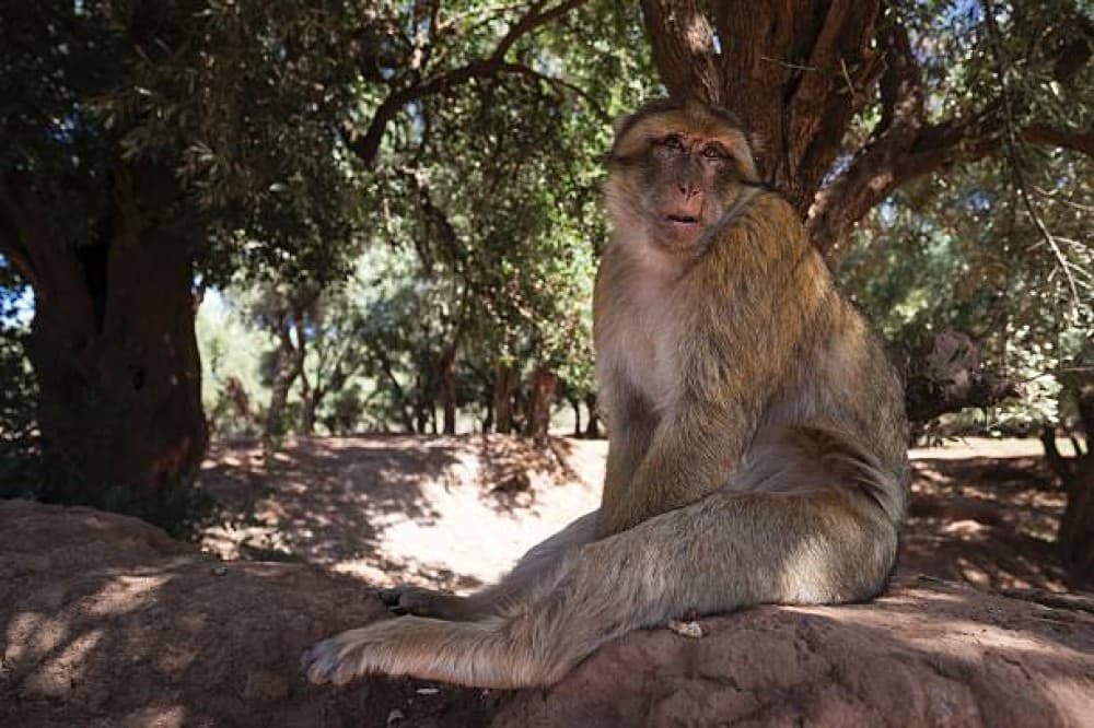 Ouzoud Adventure: A Full-Day Journey to Moroccos Iconic Falls | ®ExcursionMania