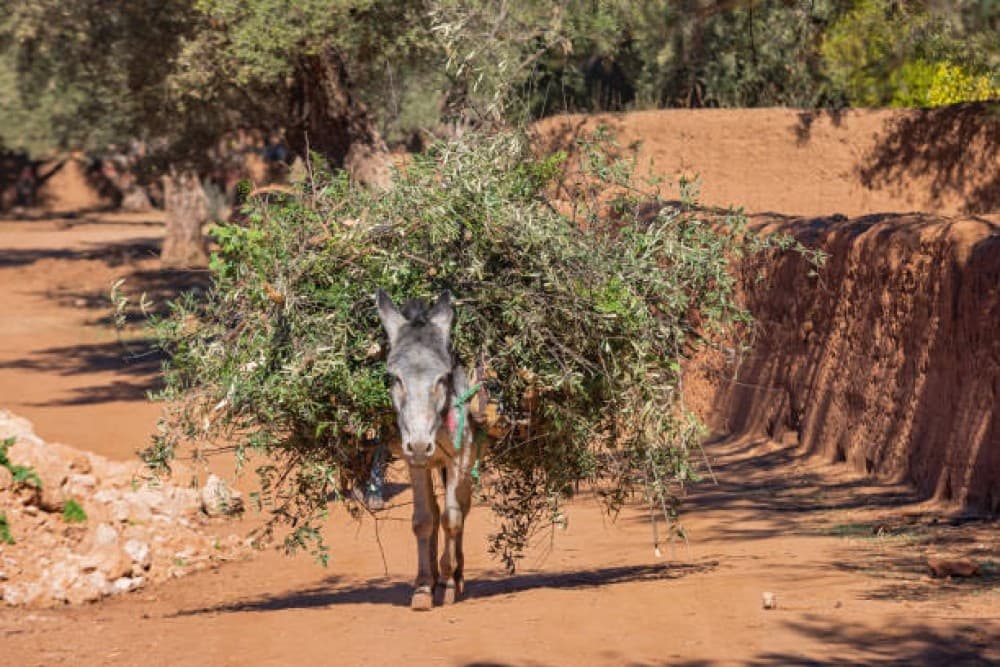 Ouzoud Adventure: A Full-Day Journey to Moroccos Iconic Falls | ®ExcursionMania