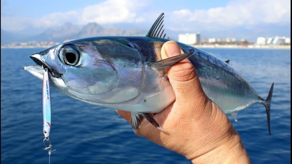 From City of Side: Fishing Boat Trip | ®ExcursionMania