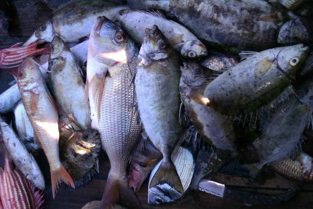 From City of Side: Fishing Boat Trip | ®ExcursionMania