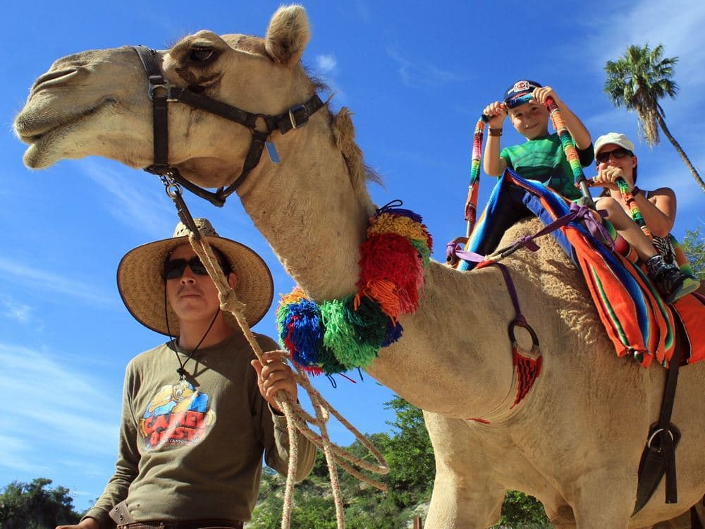 Fethiye Camel Riding: Experience Nature | ®ExcursionMania