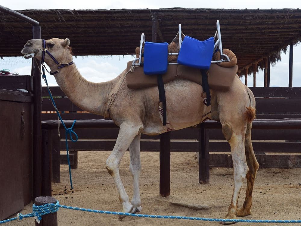 Fethiye Camel Riding: Experience Nature | ®ExcursionMania