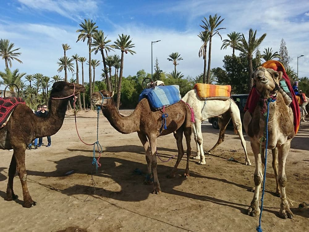 Fethiye Camel Riding: Experience Nature | ®ExcursionMania