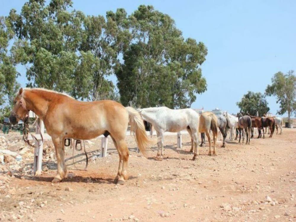 Didim Horse Safari: Saddle Up for Adventure | ®ExcursionMania