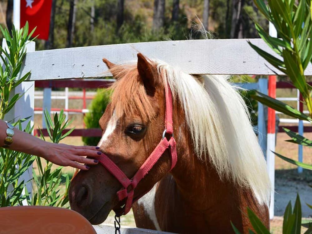 Didim Horse Safari: Saddle Up for Adventure | ®ExcursionMania