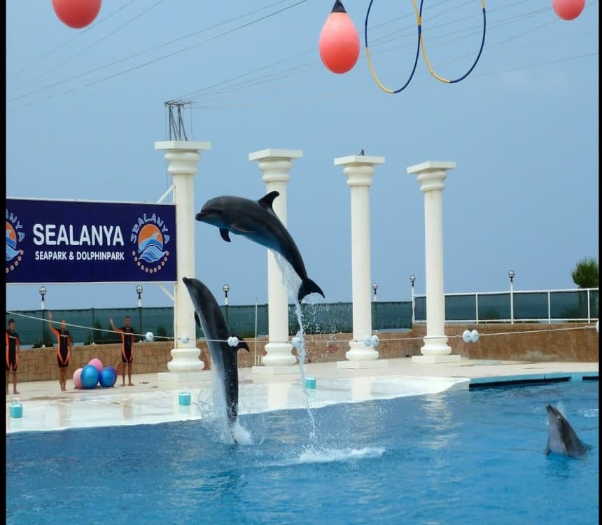 Alanya: Dolphin Show & Swimming with Dolphins Tour | ®ExcursionMania