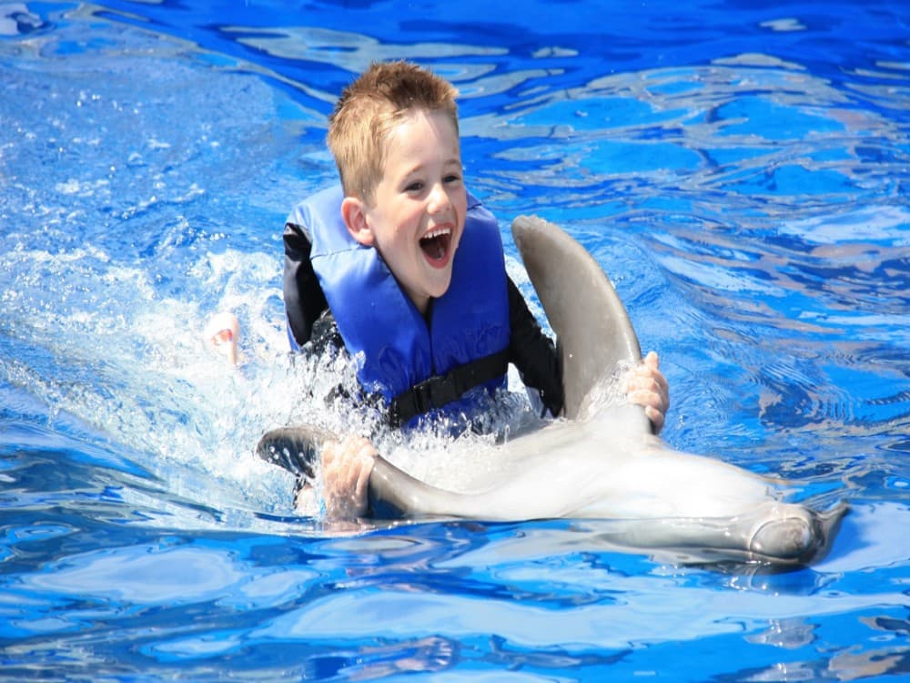 Belek Dolphin Show Tour With Transfers | ®ExcursionMania