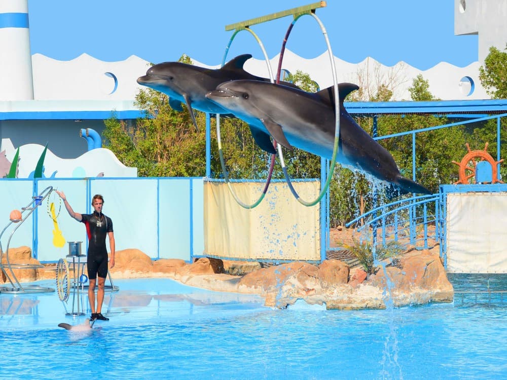 From Belek: Swim with Dolphins and Transfers | ®ExcursionMania
