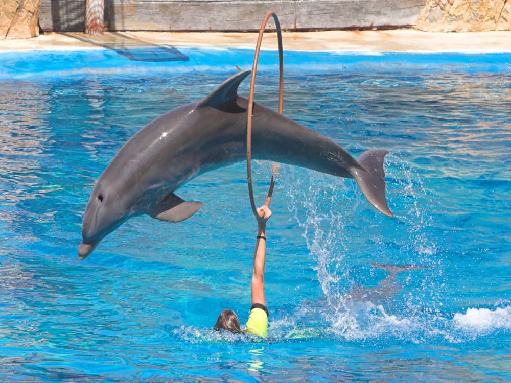 From Belek: Swim with Dolphins and Transfers | ®ExcursionMania
