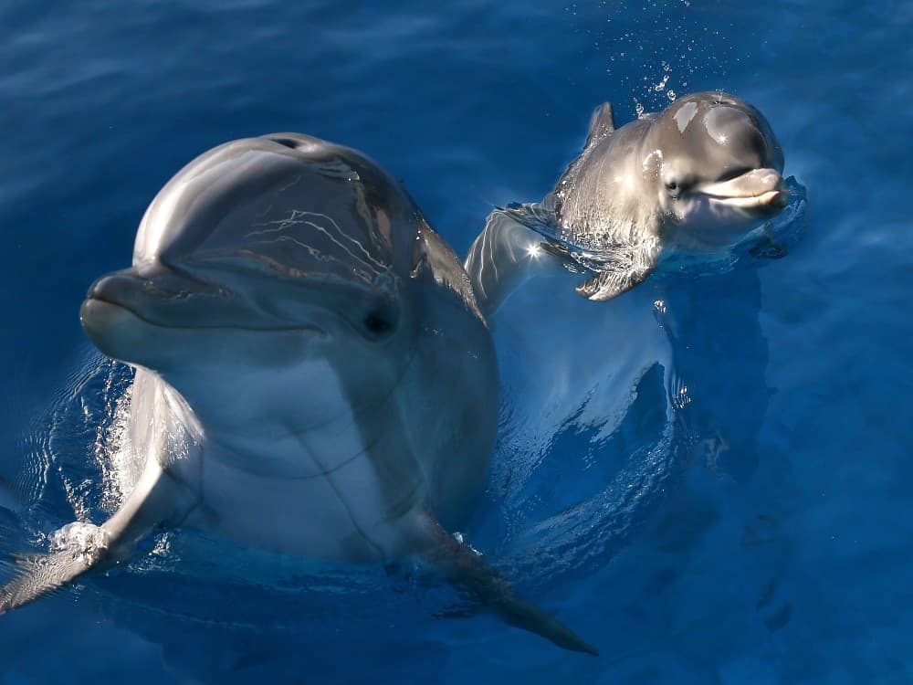 From Belek: Swim with Dolphins and Transfers | ®ExcursionMania