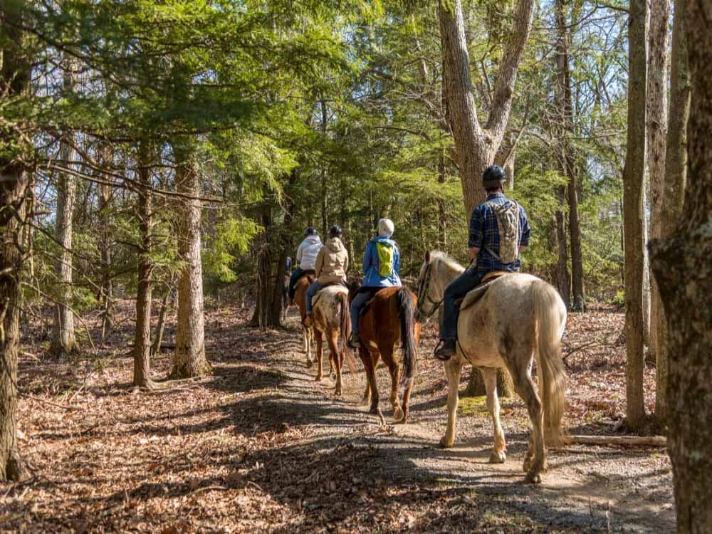 Icmeler: Icmeler Forest Horseback Adventure - Ride Through Natures Beauty | ®ExcursionMania