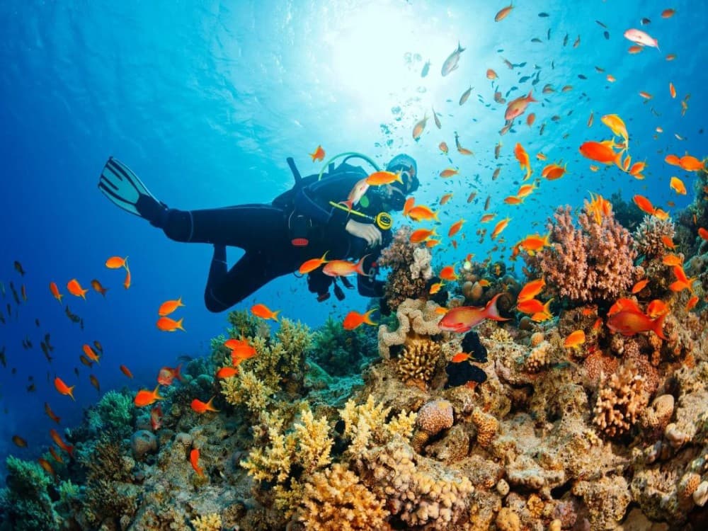 Side Scuba Diving Tour: Explore, Dive, Relish in Crystal Waters | ®ExcursionMania