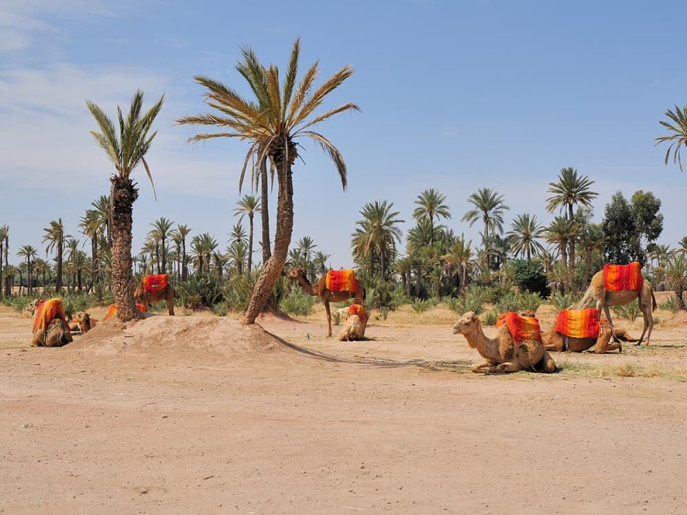 Marrakesh’s Magical Sunset Camel Safari Through Enchanting Palmeraie | ®ExcursionMania
