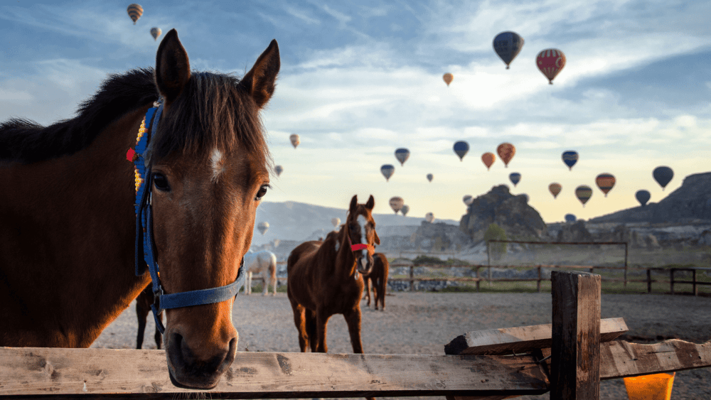 Cappadocia 4-Hour Gallop Horse Tour | ®ExcursionMania