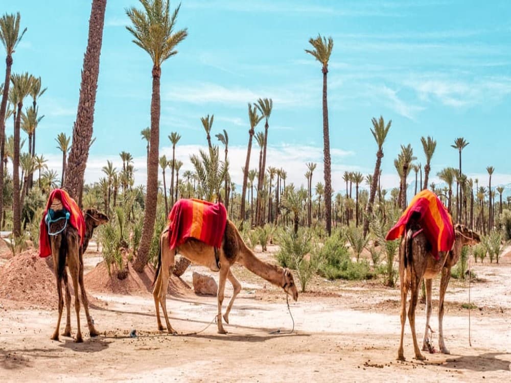 Agafay Desert: Sunset Camel Ride & Moroccan Dinner with Pool | ®ExcursionMania