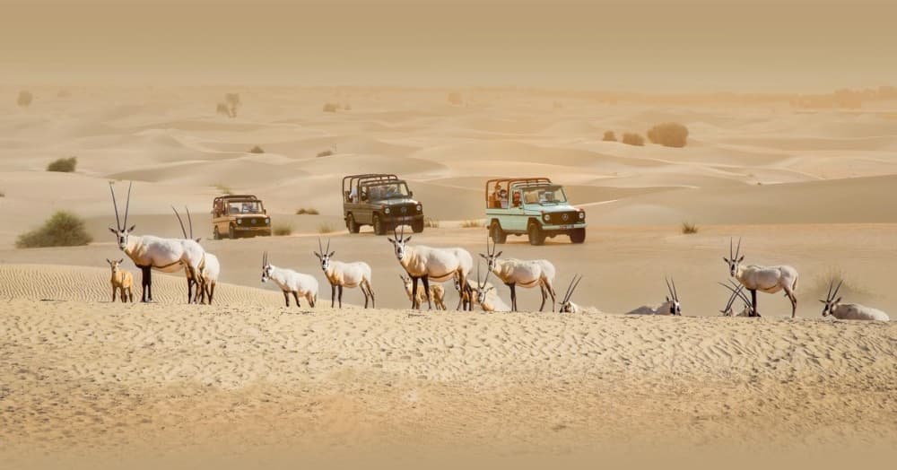 Doha Desert Safari & City Highlights: Experience Private Adventure | ®ExcursionMania