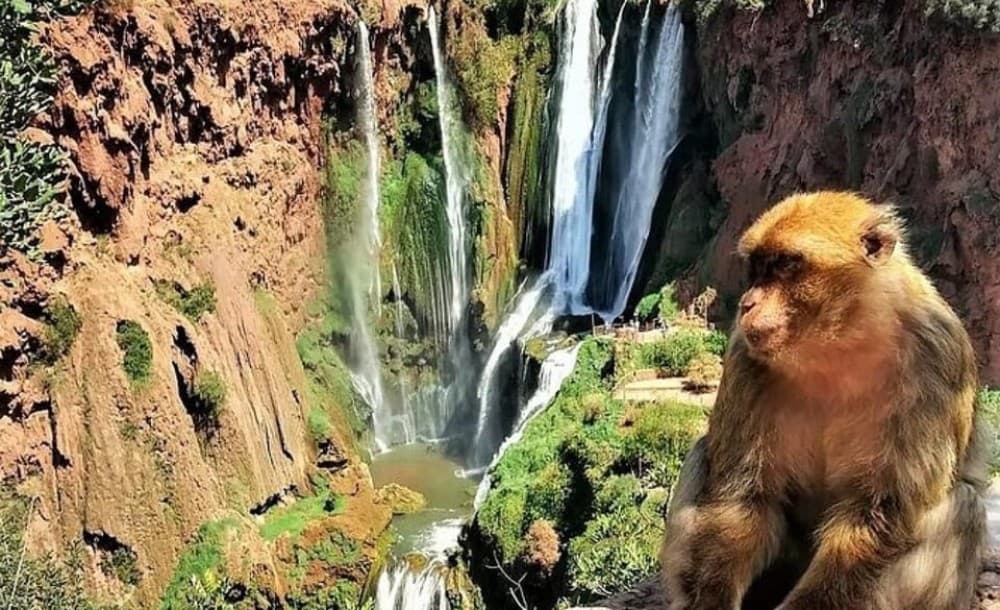 From Marrakech: Ouzoud Waterfalls Guided Hike and Boat Trip | ®ExcursionMania
