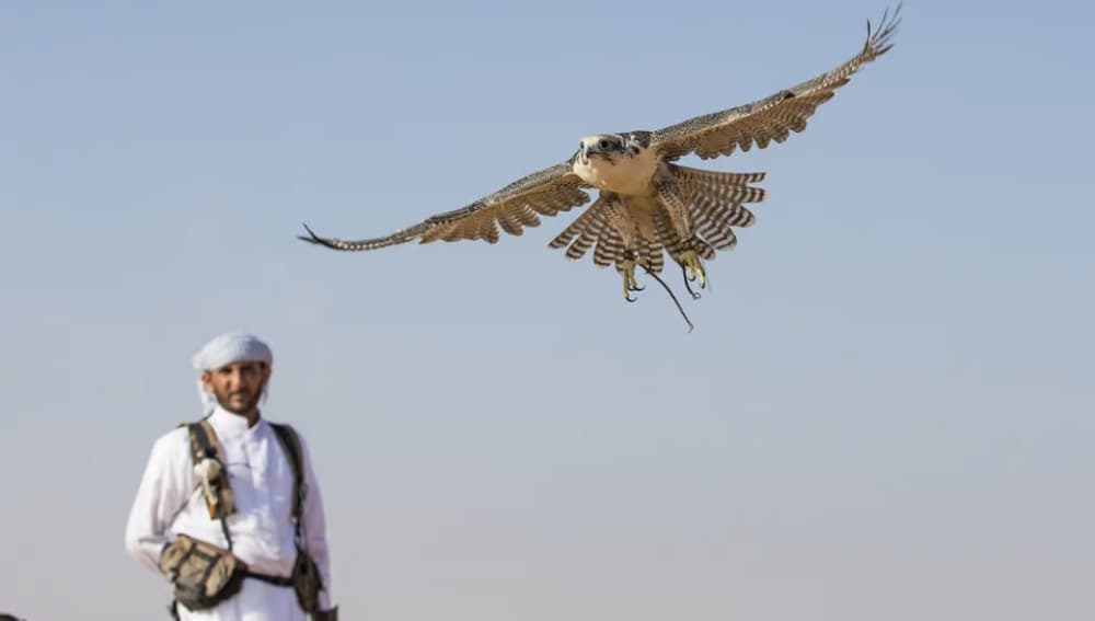 Doha: Desert Tour Camels Sand Surfing  Falcon Experience | ®ExcursionMania