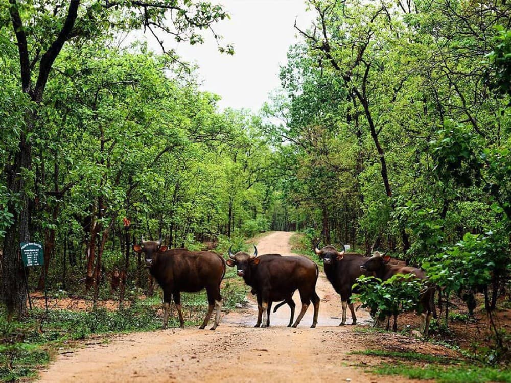 Ton Pariwat Wildlife Sanctuary