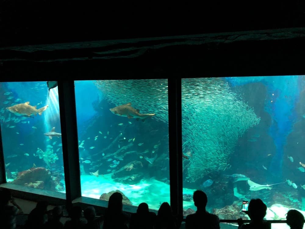 Marine World Aquarium