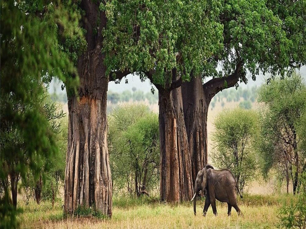 Tarangire National Park