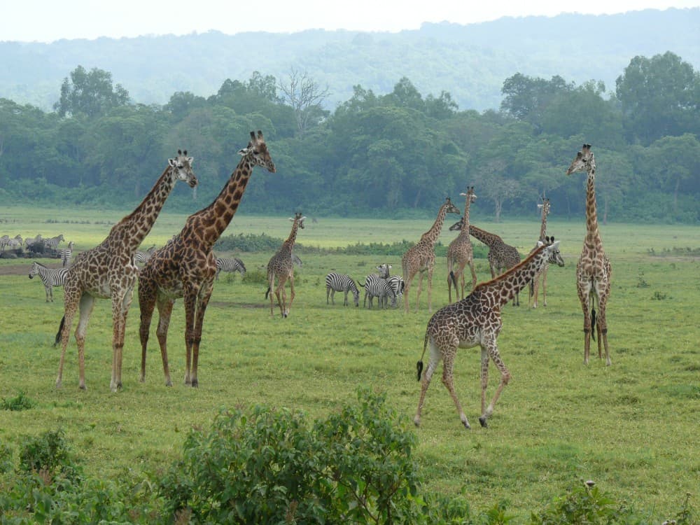 Arusha National Park