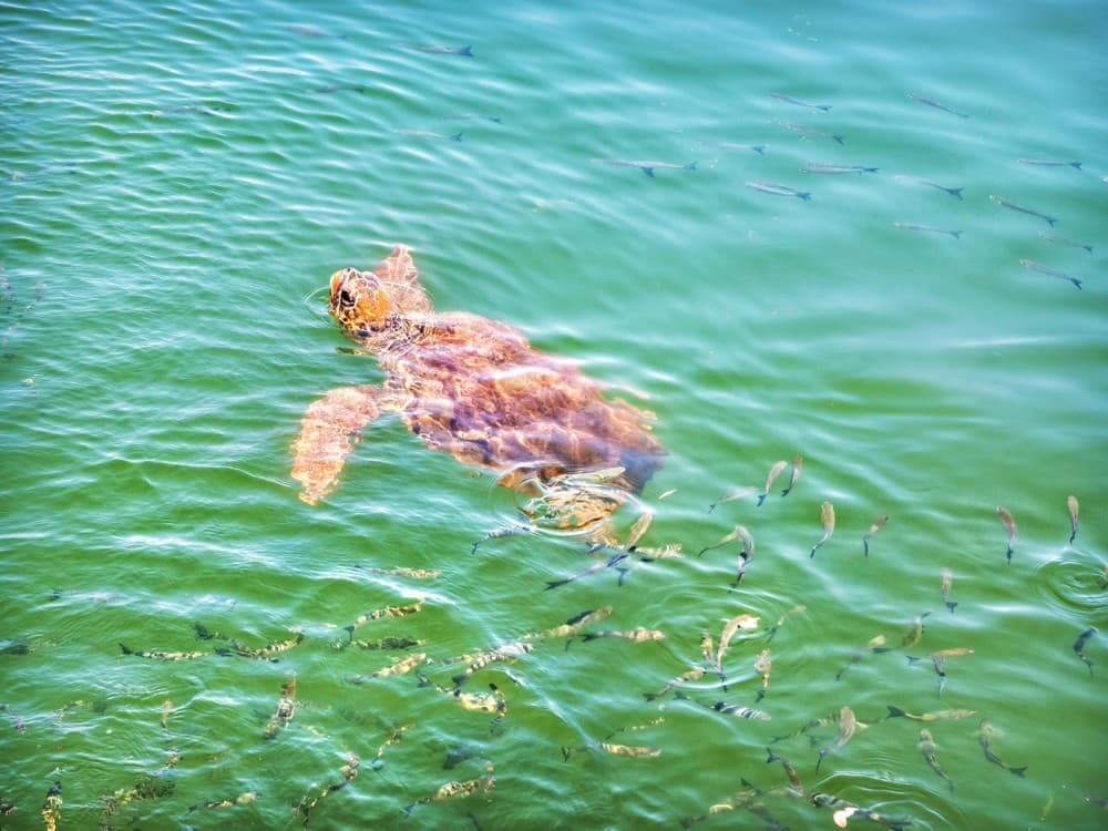 Iztuzu Beach (Turtle Beach)