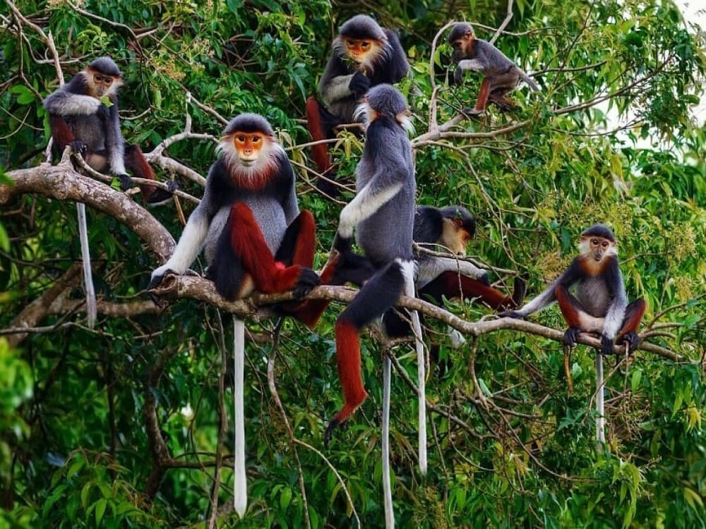 Da Nang: Son Tra Mountain | ®ExcursionMania