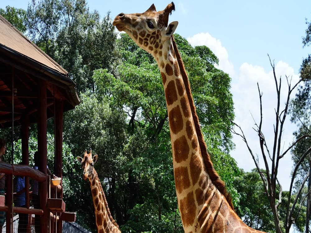 Giraffe Centre